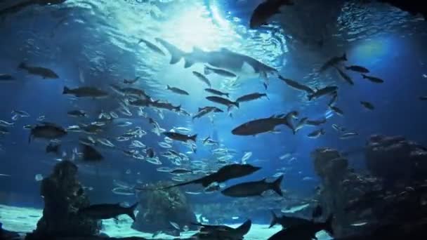 wunderschönes Fisch-Ozeanarium, Tiefsee-Weltpanorama, verschiedene Wassertierarten schwimmen im großen Barcelona-Aquarium, Meerblick mit natürlichen Lichtstrahlen, durch das Wasser leuchtend.