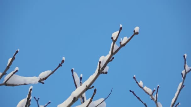 Spring Branch Snow Waving Wind Clear Blue Sky Close Macro — Αρχείο Βίντεο