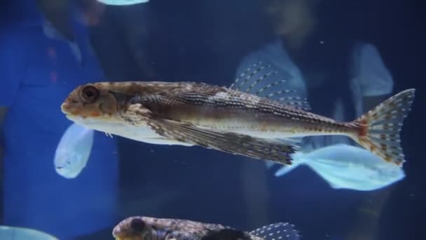 魚が泳ぐ美しい水族館 深い水中世界観 自然光を浴びた海の景色 水中を照らす — ストック動画