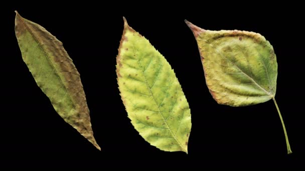 Timelapse Hojas Otoño Envejecimiento Hermosa Animación Natural Conjunto Tres Hojas — Vídeo de stock