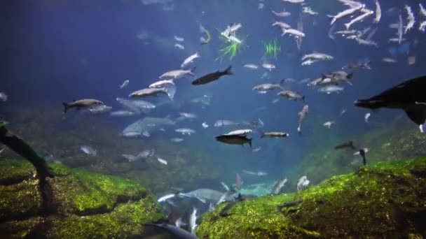 美丽的鱼水族馆 深水下世界景观 不同的水动物物种游泳 海景景观与自然光线 闪耀通过水 完美的背景纹理 — 图库视频影像