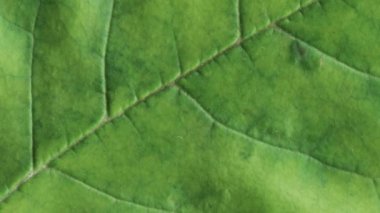 Sonbahar yaprak yaşlanma timelapse, güzel doğal animasyon, makro yakın görünümü.