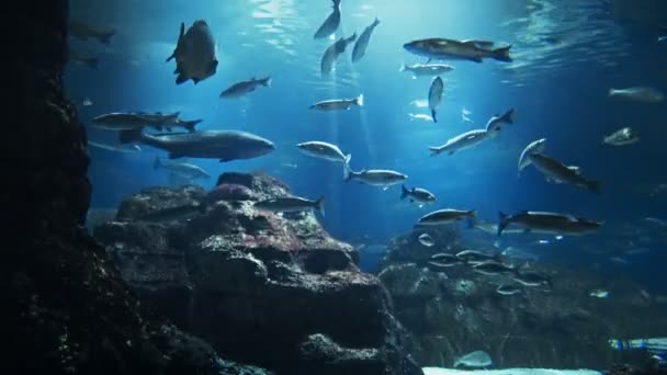 Piękne Akwarium Ryb Głęboki Podwodny Świat Panoramiczny Widok Różne Gatunki — Wideo stockowe