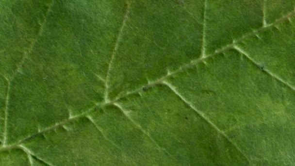 Timelapse Autumn Leaf Getting Yellow Beautiful Natural Animation Macro Close — Stock Video