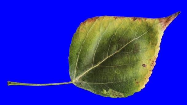 Timelapse Autumn Leaf Aging Beautiful Natural Animation Isolated Alpha Channel — Stock Video