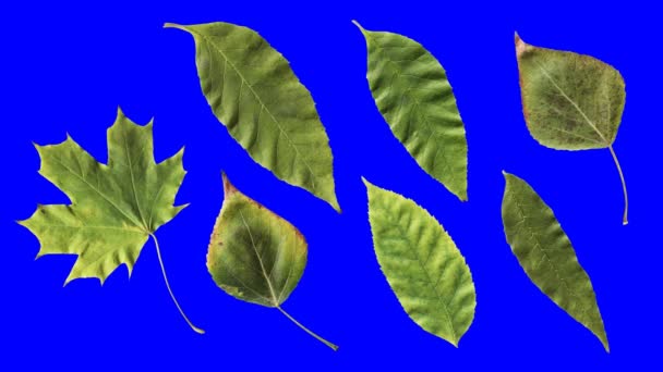 紅葉のタイムラプス 美しい自然アニメーション 青いクロマキーでアルファチャンネルに隔離された7つの異なる葉のセット — ストック動画