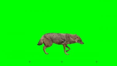 Altın yavaş yavaş sorunsuz yeşil ekranda döngülü yürüme, gerçek çekim, renk anahtarı ile izole, dijital kompozisyon için mükemmel, sinema, 3d haritalama.