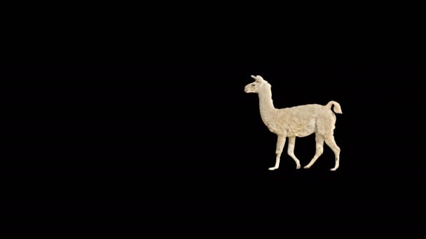 Lama Slowly Walking Frame Black Screen Real Shot Isolated Alpha — Stock Video