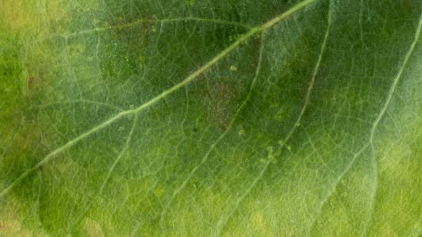 Timelapse Jesiennego Liści Coraz Żółty Piękne Naturalne Animacje Makro Bliska — Wideo stockowe