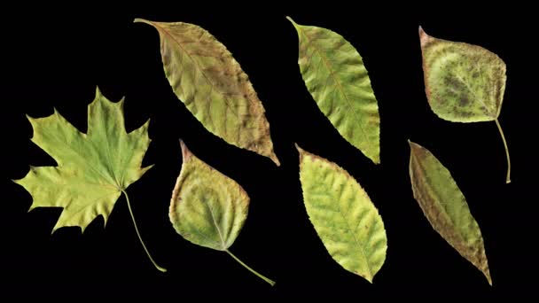 秋叶延假老化 美丽的自然动画 一套七种不同的叶子在黑色背景 隔离在阿尔法通道 — 图库视频影像