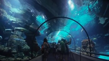 İspanya Barselona Temmuz 2017: Güzel Barselona balık oceanarium tüp tünel, derin panoramik sualtı dünyası, akvaryumda yüzen farklı su hayvanı türleri, ışık ışınları parlayan deniz sahnesi görünümü