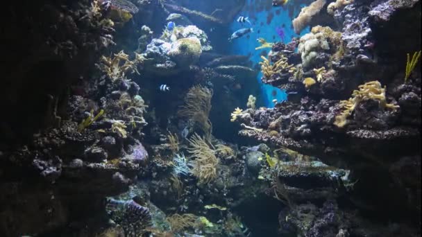 Bellissimo Acquario Pesci Profonda Vista Sul Mondo Sottomarino Diverse Specie — Video Stock