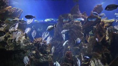 Güzel balık akvaryumu, derin sualtı dünya görünümü, farklı su hayvan türleri yüzme, doğal ışık ışınları ile deniz sahnesi görünümü, su, mükemmel arka plan doku ile parlayan