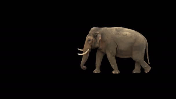 黒い画面上のフレームを横切って歩くインドの象 実際のショット アルファチャンネルに隔離された黒と白のマットをあらかじめ掛け デジタルコンポジション シネマ 3Dマッピングに最適 — ストック動画