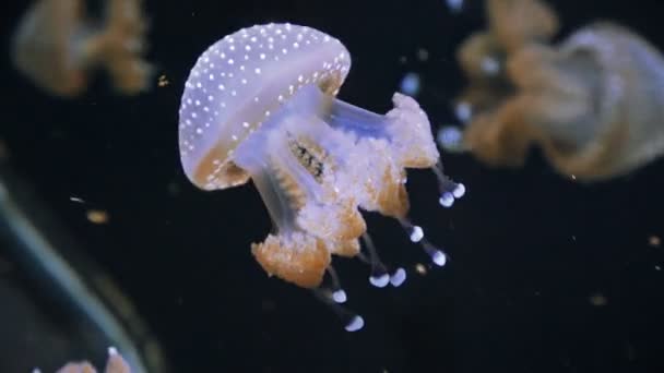 Beautiful Colorful Jellyfish Macro Closeup Shot Swimming Aquarium Black Background — Stock Video