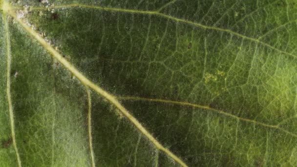 Timelapse du vieillissement des feuilles d'automne, belle animation naturelle, vue macro gros plan .