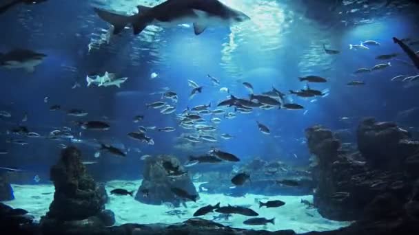 Nádherné Rybí Oceanárium Hlubinné Panoramatické Zobrazení Různé Druhy Vodních Živočichů — Stock video