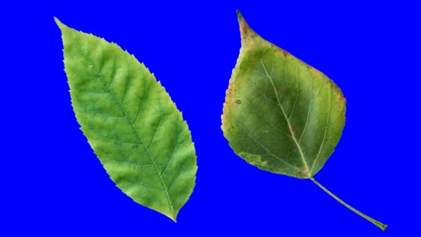 美しい自然のアニメーションを得る秋の葉のタイムラプス 青いクロマキーでアルファチャンネルに隔離された2つの異なる葉のセット — ストック動画