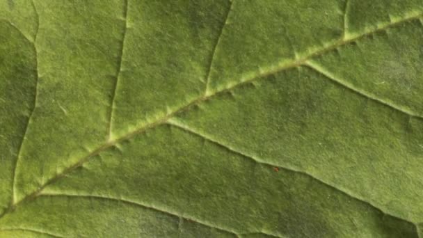 Timelapse Της Γήρανσης Του Φθινοπώρου Φύλλα Όμορφο Φυσικό Κινούμενα Σχέδια — Αρχείο Βίντεο