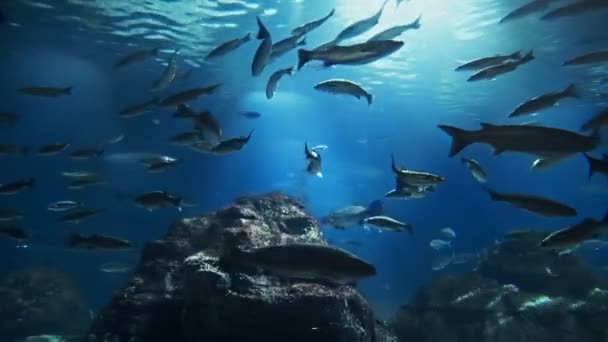 Beautiful Fish Oceanarium Deep Underwater World Panoramic View Different Water — Stock Video