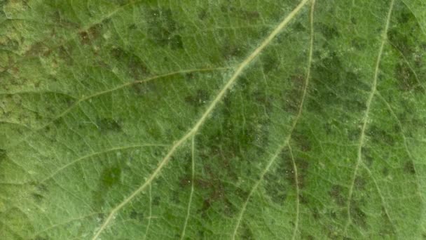 Timelapse Hoja Otoño Conseguir Amarillo Hermosa Animación Natural Macro Vista — Vídeo de stock