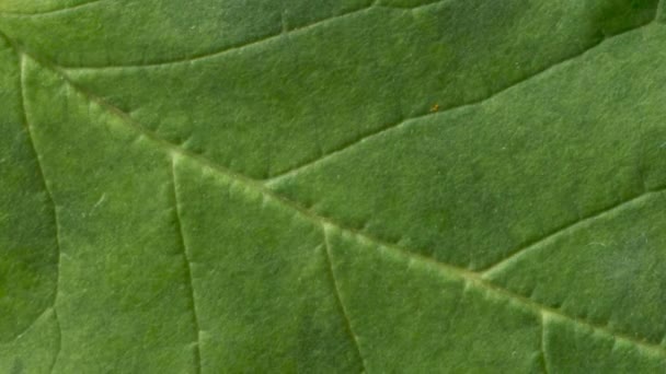 Timelapse Autumn Leaf Getting Yellow Beautiful Natural Animation Black Background — Stock Video