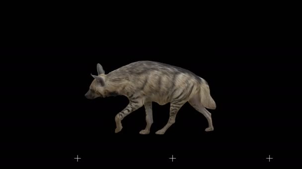 Proužkovaná Hyena Pomalu Kráčí Černé Obrazovce Reálný Záběr Izolovaná Alfa — Stock video