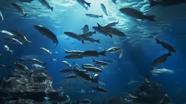 Bellissimo Oceanario Pesci Vista Panoramica Sul Mondo Sottomarino Diverse Specie — Video Stock