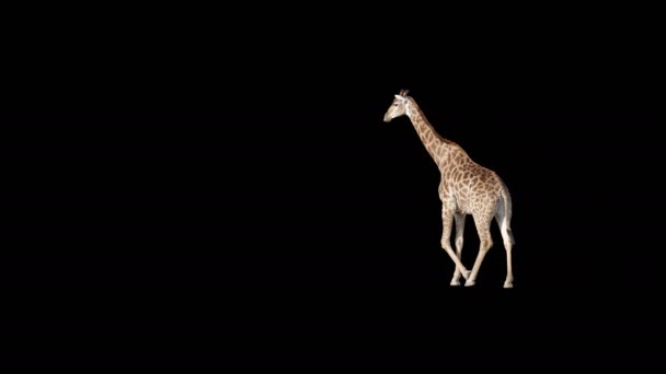 African Giraffe Slowly Walking Frame Black Screen Real Shot Isolated — Stock Video