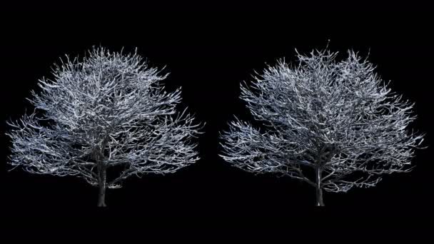 Blåser Vinden Vackra Full Storlek Vinter Träd Med Snö Isolerad — Stockvideo