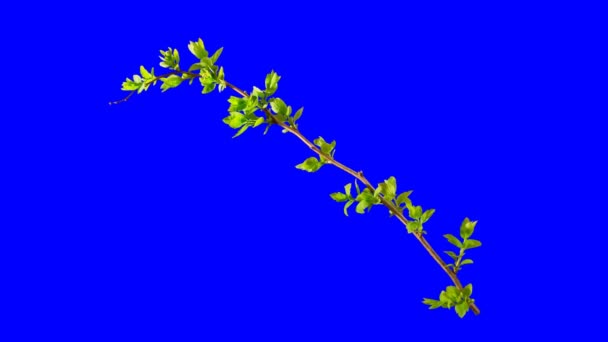 Kvetoucí Větev Blízko — Stock video