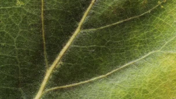 Timelapse de feuille d'automne devenant jaune, belle animation naturelle, macro vue de près .
