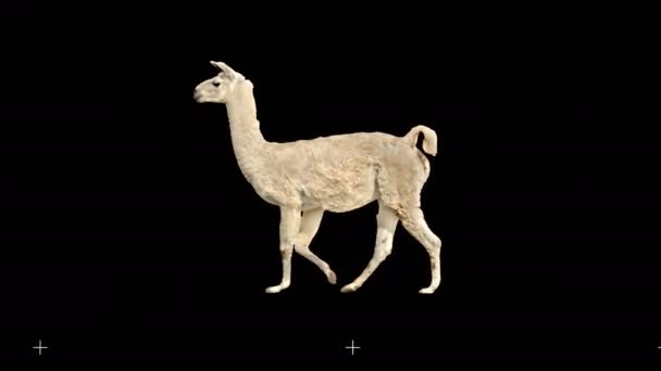 Lama Slowly Walking Seamlessly Looped Black Screen Real Shot Isolated — Stock Video