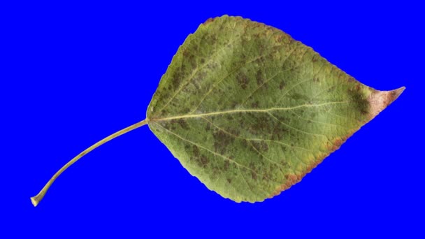 秋の葉の老化 美しい自然アニメーションのタイムラプス 青いクロマキーでアルファチャンネルに隔離 — ストック動画