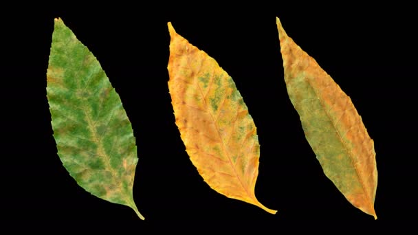 美しい自然のアニメーションを取得する秋の葉のタイムラプス 黒の背景に3つの異なる葉のセット アルファチャンネルで隔離 — ストック動画