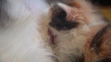 Sevimli üç renkli kedi annesi kedi süt içme. Annesi tarafından beslenen güzel bir beyaz ve siyah ve zencefilli kedi yavrusu yakından görünümü.