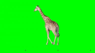 Afrika zürafa yavaş yavaş sorunsuz yeşil ekranda döngülü yürüme, gerçek çekim, renk anahtarı ile izole, dijital kompozisyon için mükemmel, sinema, 3d haritalama.