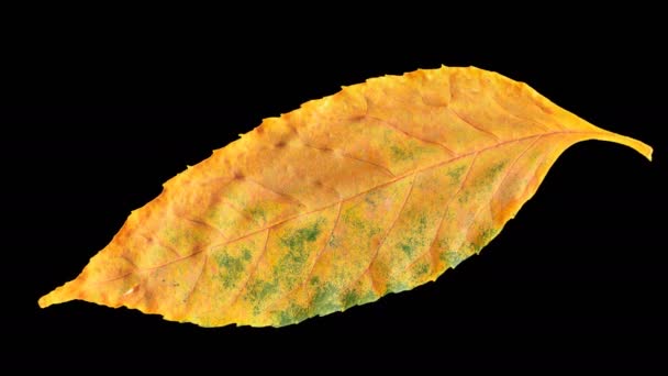 黄色を得る秋の葉のタイムラプス 黒の背景に美しい自然アニメーション アルファチャンネルで隔離 — ストック動画