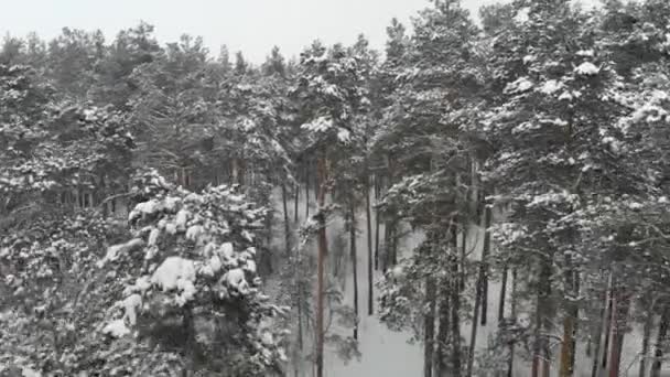 Liscio Colpo Aereo Lungo Gli Alberi Innevati Invernali Sopra Pineta — Video Stock