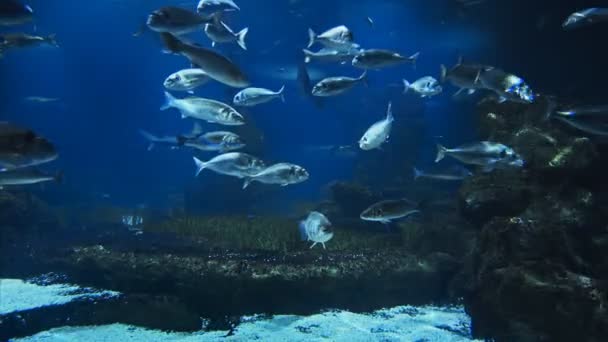 wunderschönes Fisch-Ozeanarium, Tiefsee-Weltpanorama, verschiedene Wassertierarten schwimmen im großen Barcelona-Aquarium, Meerblick mit natürlichen Lichtstrahlen, durch das Wasser leuchtend.