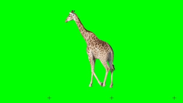 Girafa Africana Caminhando Lentamente Sem Costura Tela Verde Tiro Real — Vídeo de Stock