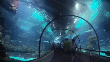 Güzel balık oceanarium tüp tünel, derin panoramik sualtı dünya, sabit kamera çekimi, büyük Barselona akvaryumda yüzme farklı su hayvan türleri, ışık ışınları parlayan deniz sahnesi görünümü.