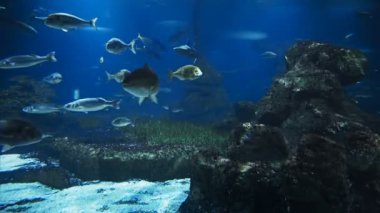 Güzel balık oceanarium, derin sualtı dünya panoramik görünümü, farklı su hayvan türleri büyük Barselona akvaryum, doğal ışık ışınları ile deniz sahnesi görünümü yüzme, su ile parlayan.