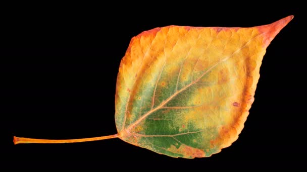 Sonbahar Yaprağı Timelapse Sarı Alıyorum Siyah Arka Plan Üzerinde Güzel — Stok video