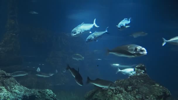 美丽的鱼海洋馆 深水下世界全景 不同的水种动物物种游泳在大型巴塞罗那水族馆 海景景观与自然光线 闪耀通过水 — 图库视频影像