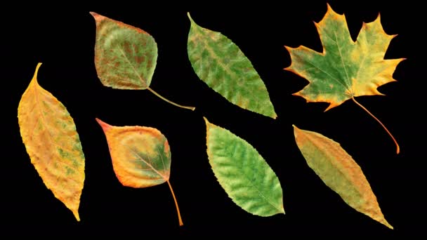 秋叶的延时变黄 美丽的自然动画 一套七种不同的叶子在黑色背景上 隔离在阿尔法通道 — 图库视频影像
