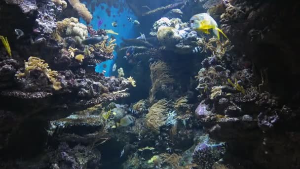 美しい魚の水族館 深い水中の世界観 異なる水の動物種の水泳 自然光線で海のシーンビュー 水を通して輝く 完璧な背景の質感 — ストック動画