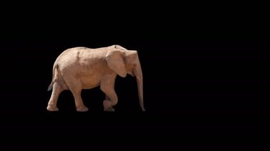 Afrika fil yavaş yavaş sorunsuz siyah ekranda döngülü yürüme, gerçek çekim, alfa kanalında izole siyah ve beyaz mat ile önceden çoğaltılmış, dijital kompozisyon için mükemmel, sinema, 3d haritalama.