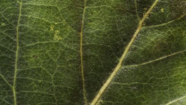 Timelapse Folha Outono Envelhecimento Bela Animação Natural Macro Vista Perto — Vídeo de Stock