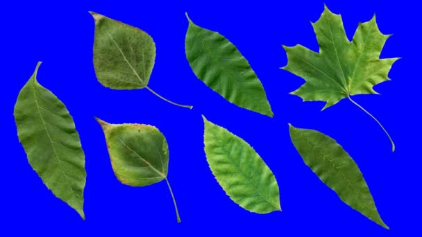 美しい自然のアニメーションを得る秋の葉のタイムラプス 青いクロマキーでアルファチャンネルに隔離された7つの異なる葉のセット — ストック動画
